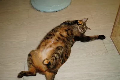 【IG】游子 Local travler