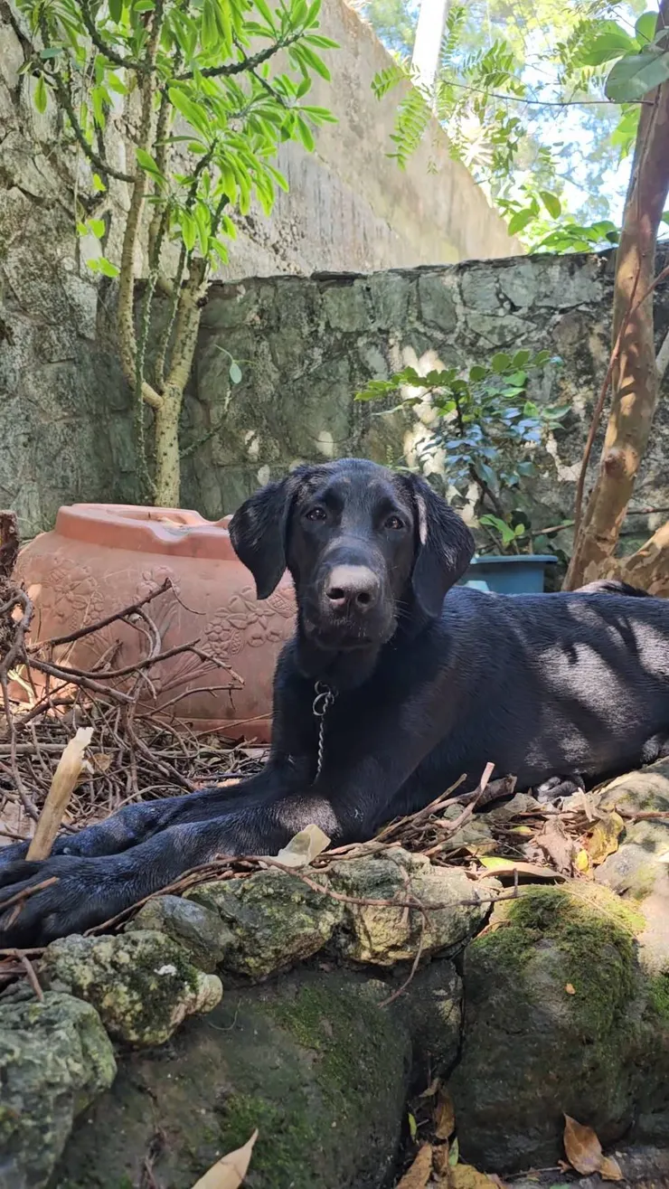 老三 Porsche 1歲4個月