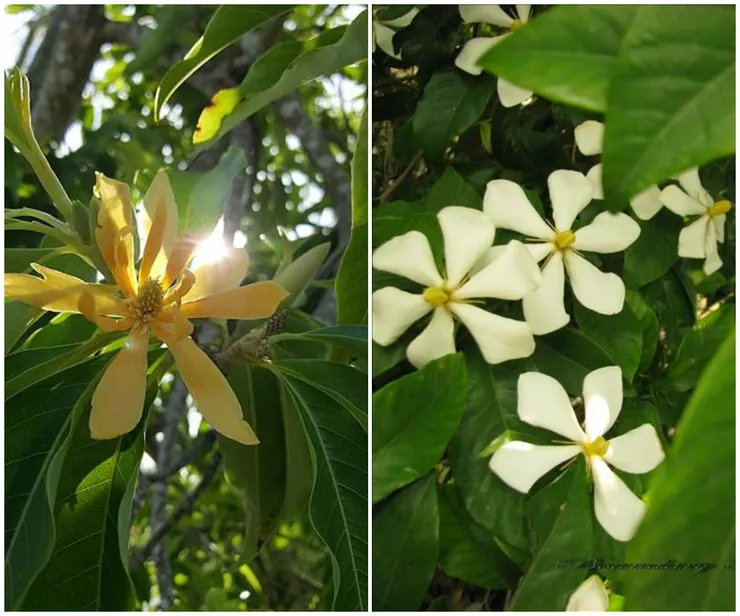左為黃玉蘭(薝蔔)，是佛經中的香花；右為梔子花，是原產中國本土的香花。古人常以本土的梔子花來類比佛經的薝蔔