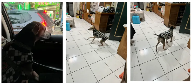 搭車以後到老家，家裡剛好飛進來一隻大蒼蠅，秋口忙了一個晚上