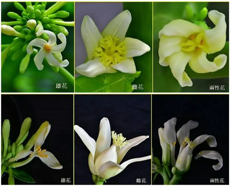 木瓜花的多元性別：雄花(有花藥)、雌花(有子房)與雌雄同體瓜妖花(同時具備花藥與子房)，不同性別的花，型態各異。