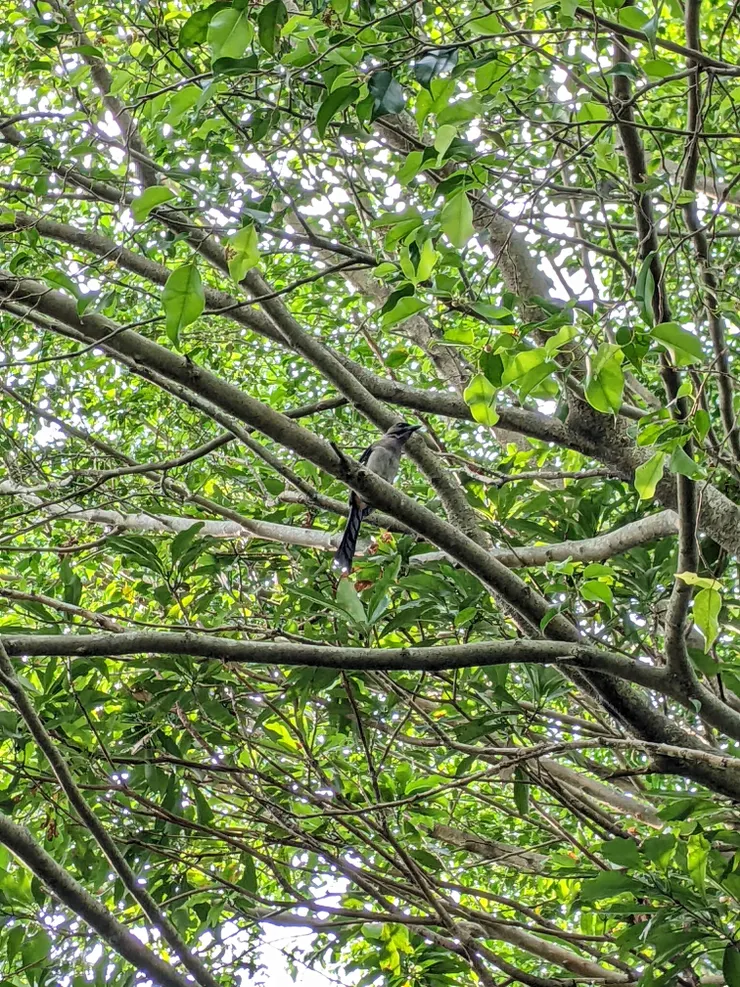 有請鳥類專家解答牠是誰～