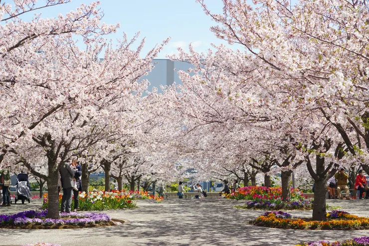 © Photo AC - ポルチェリーノさん