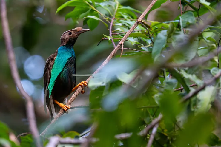 Photo taken by Boas Emmanuel