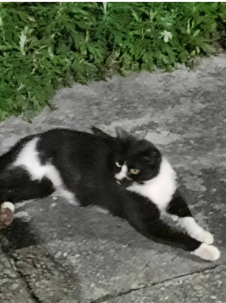 比我們還忙的喵喵