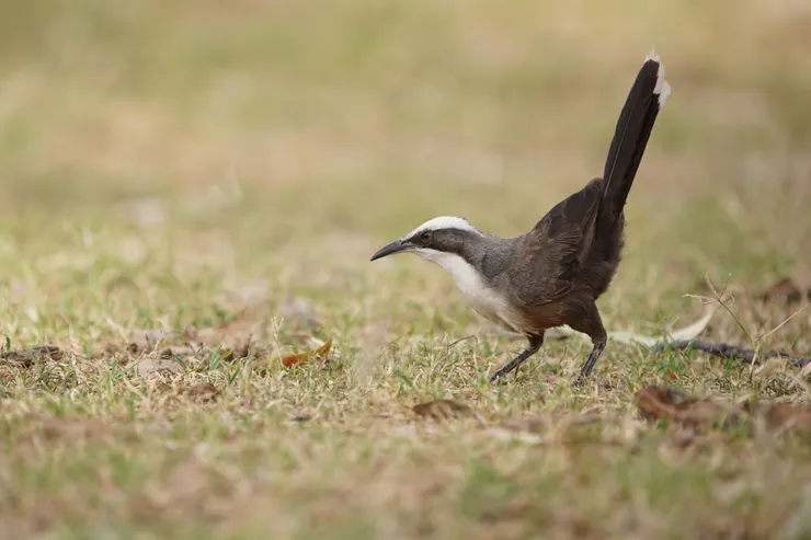 Gray-crowned Babbler