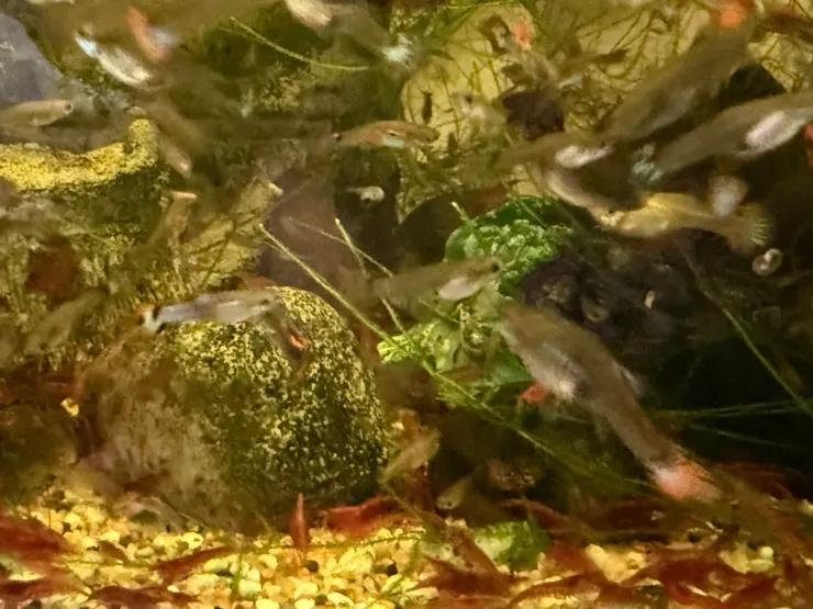 2026/04/19 很多蝦