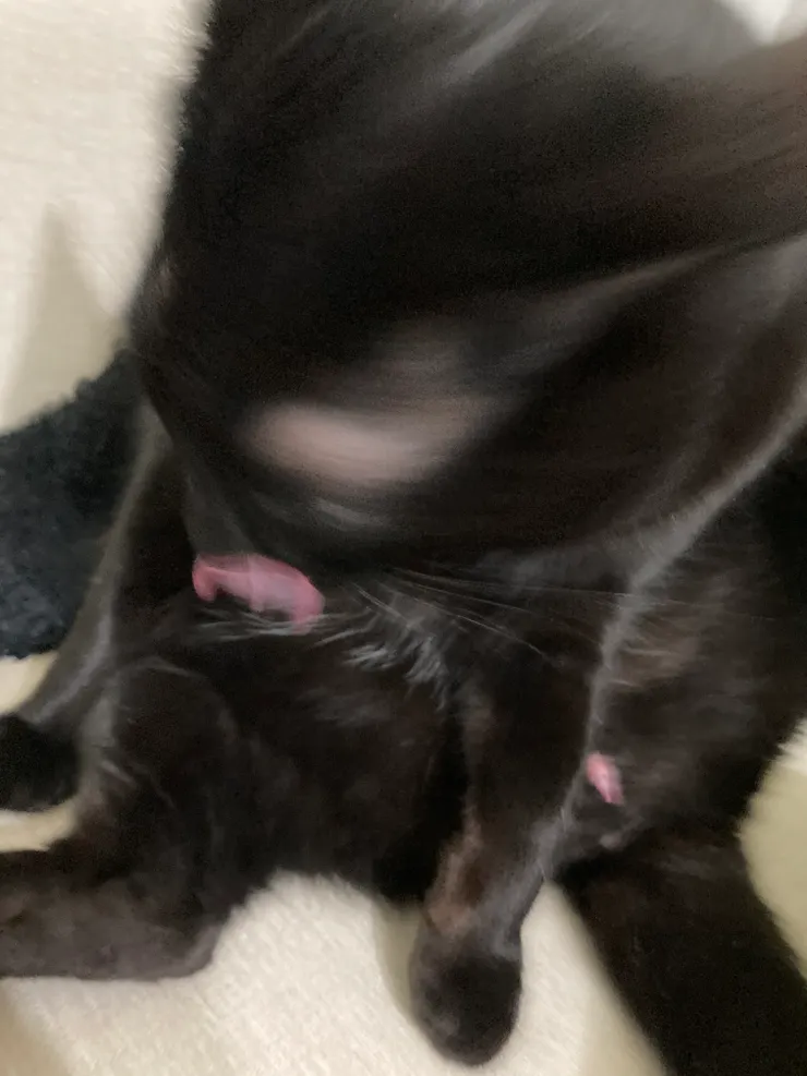 我的貓連屌照都好看