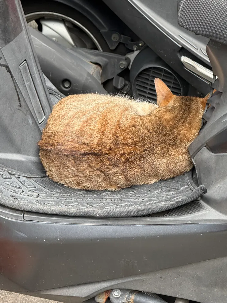 2026/04/11 少根筋的貓貓