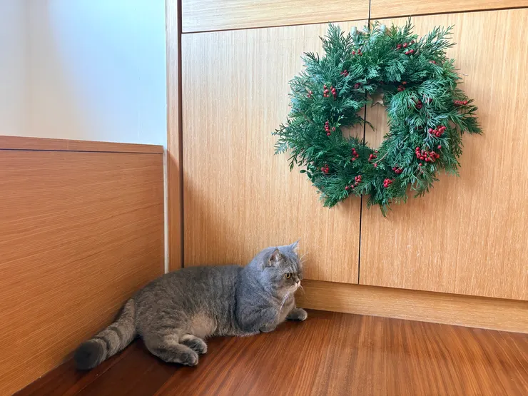 沒有薔薇果可玩的貓與花圈合照