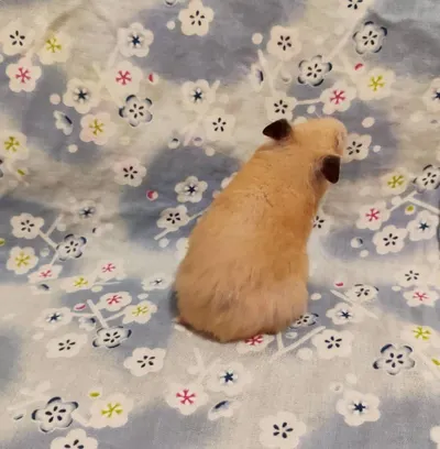 《人類的對齊，原來不是用力》