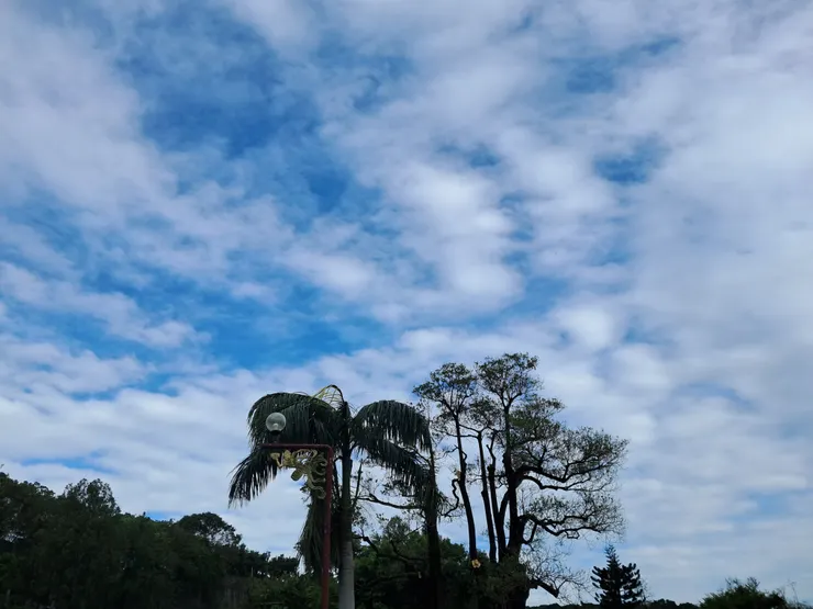 樹木被削去枝葉，天空沒有遮蔽物。