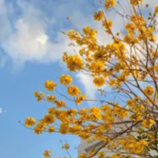 鳳梨公主的奇幻旅程的沙龍