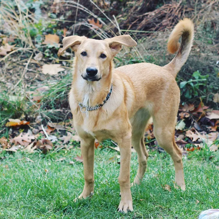 Baladi dog(圖片來源：Egyptian Baladi Dogs for Adoption Facebook Page)