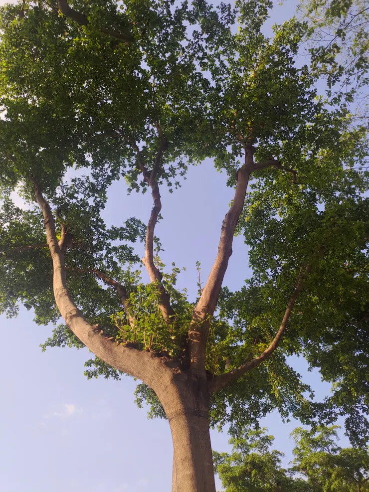 很像手掌的感覺