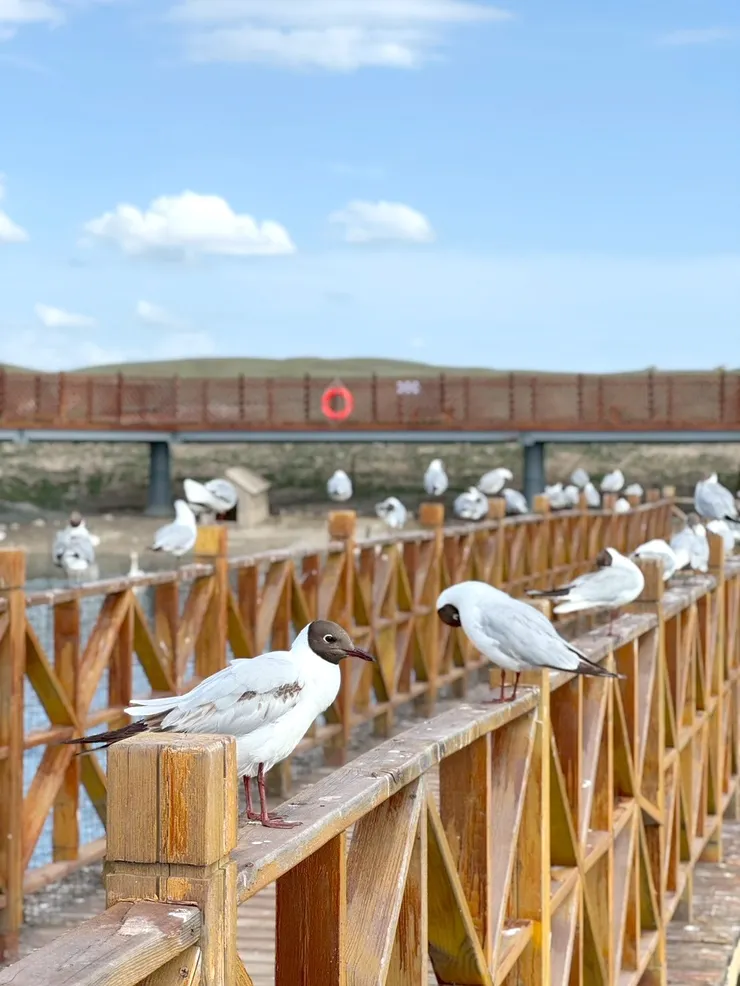 好多鳥兒停駐在柵欄上，形成壯觀的景致