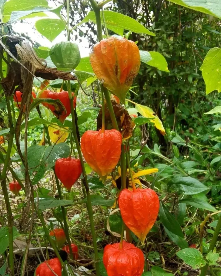 燈籠果(Physalis peruviana）
