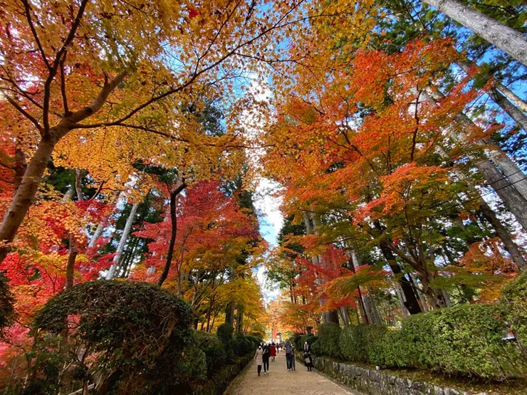 秋楓中的蛇腹路(來源:Nankai Electric Railway)