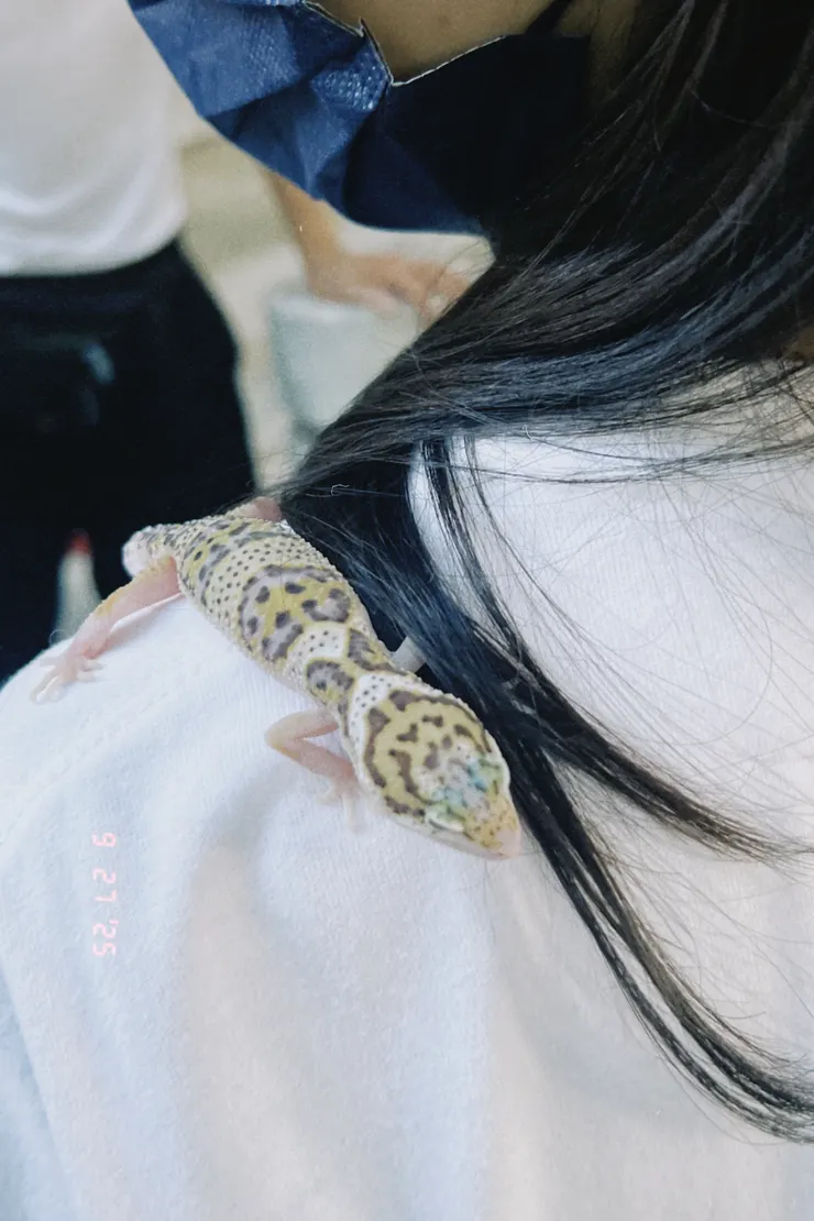 和雞蛋散步遇到的守宮