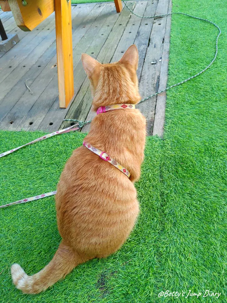 ▲龍潭「野薑花與貓」庭園餐廳/ 圖片來源:Betty's Jump Diary