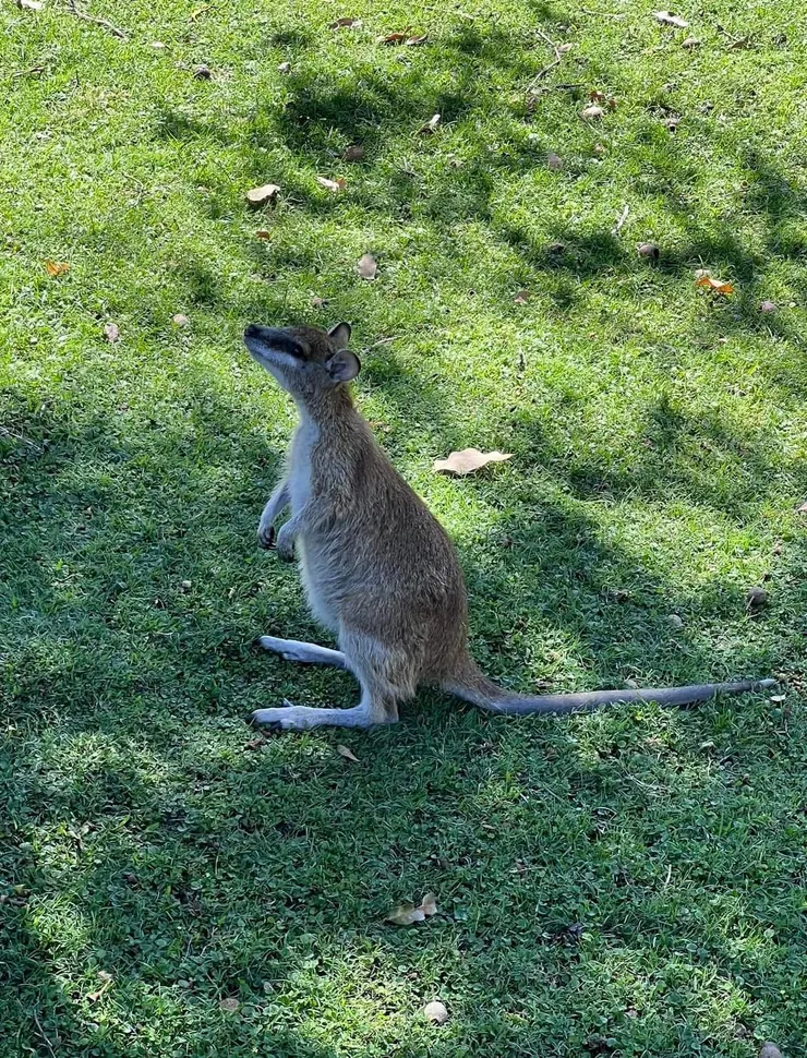 只有這隻等著討吃的小袋鼠是清醒的