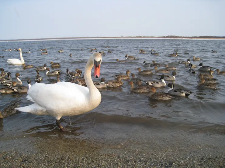 我老天鵝~~~也太多隻@@