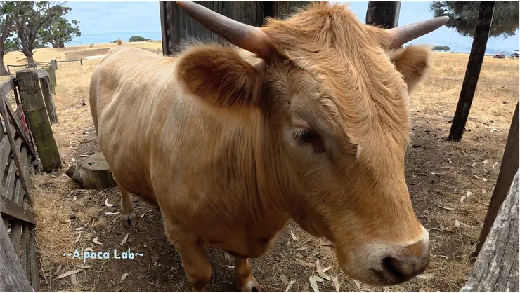 超級溫馴也不怕人接近!