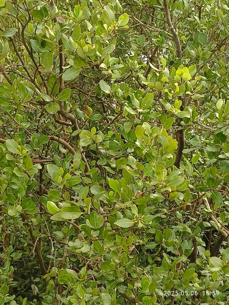 綠葉翻濃夏景稠，紅樹林