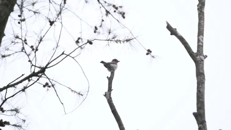 鏡頭拍到一隻，其實有好幾隻