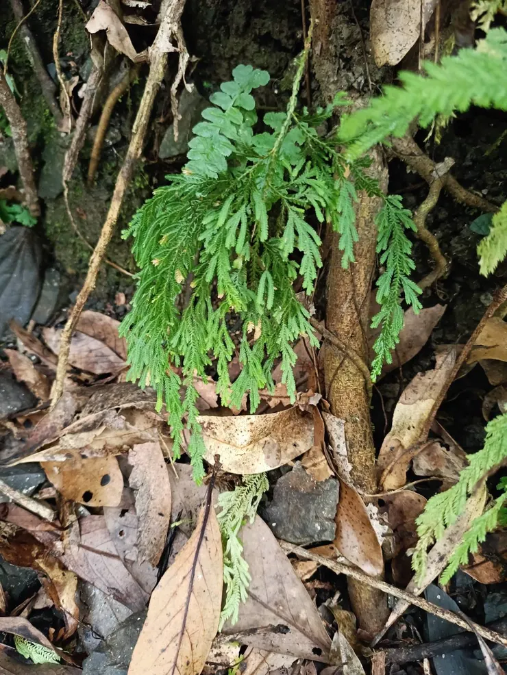 各種卷柏都好可愛