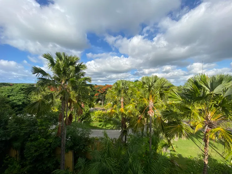 晨起,十二月,屋外天空如夏。鳳凰花在遠處綻放