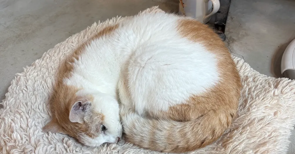 朵拉在哪裡？的沙龍