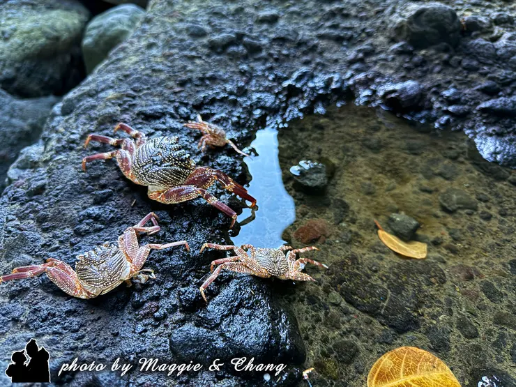 擺放幾隻螃蟹殼正在水邊玩耍