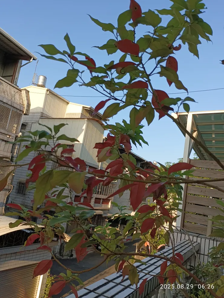 霜夜自家台上樟樹紅半