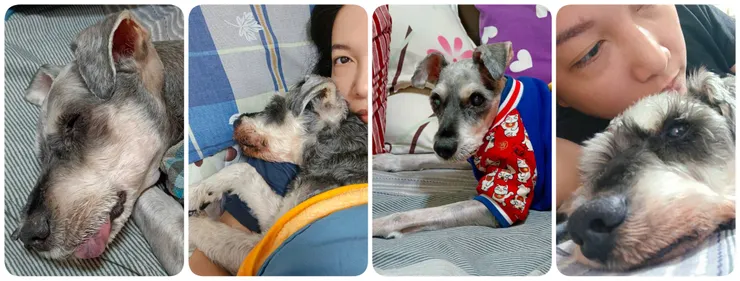 我 的 家 人 之 一 【 米 雪 】