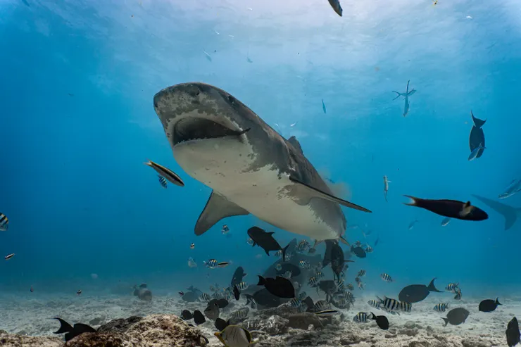 嘴裡咬著鮪魚頭