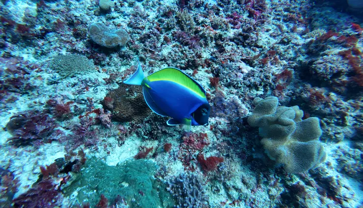 粉藍刺尾魚，教練說他們也會協助 Manta 的清潔