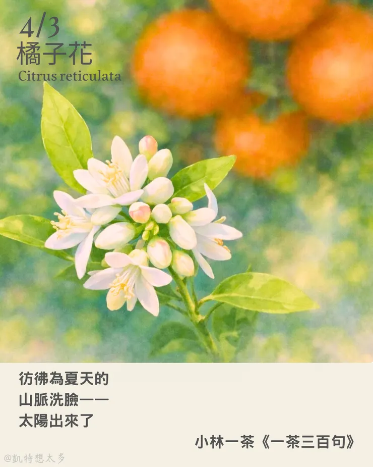 橘子花×小林一茶《一茶三百句》