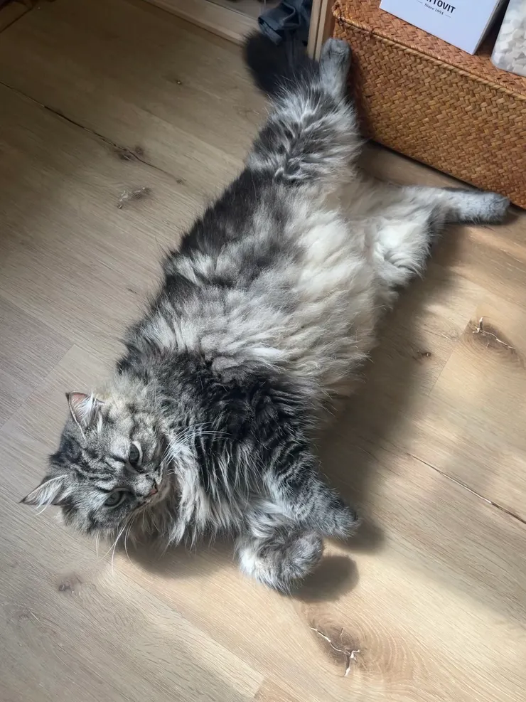 小毯子很帥的，不過顏色偏黑，陽光下拍更好看