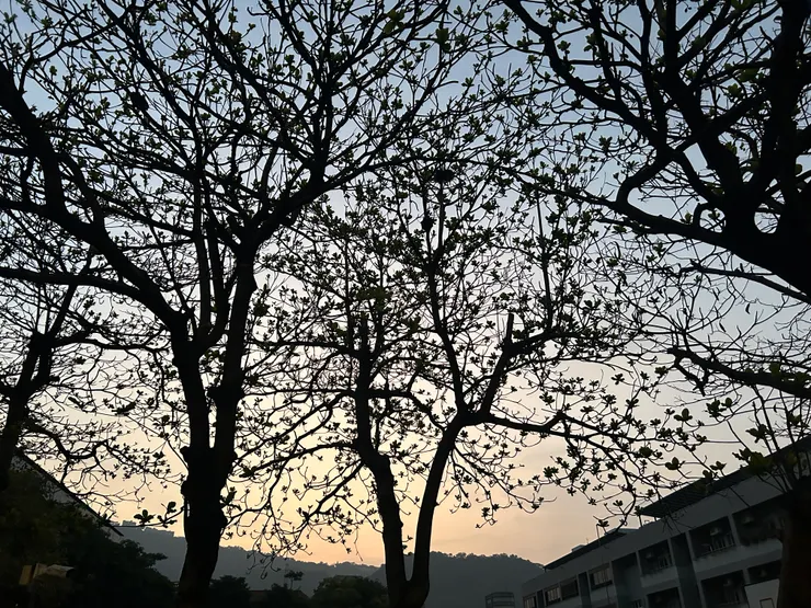 春分過後的大葉欖仁，在四季輪迴之後，如常的萌芽，像是一種祝福，希望大家都平安。