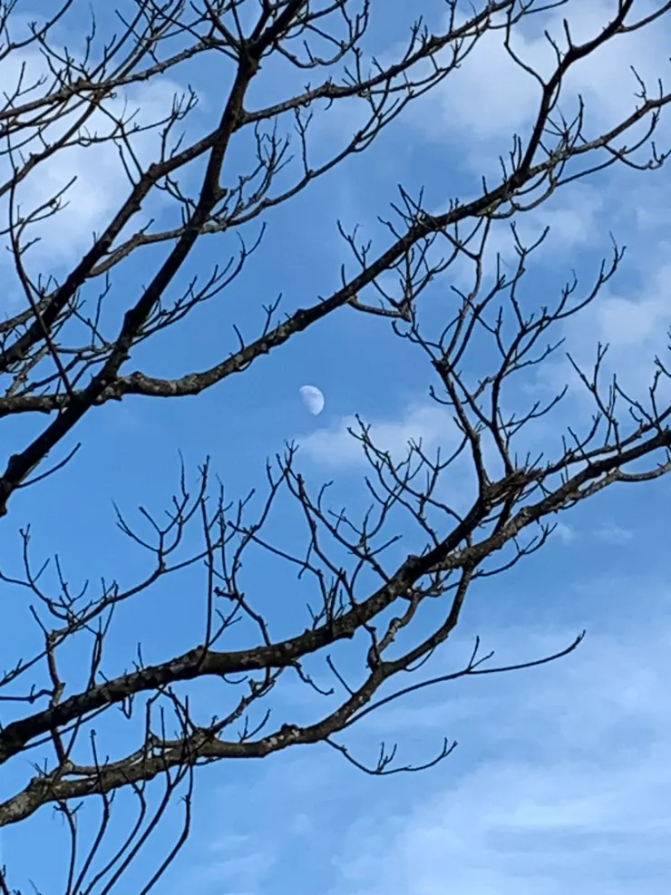 24/10/12 16：22 月亮初升