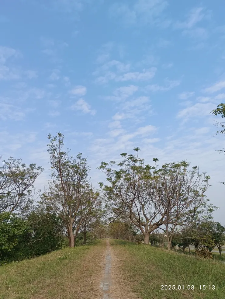 苦楝及長長堤岸