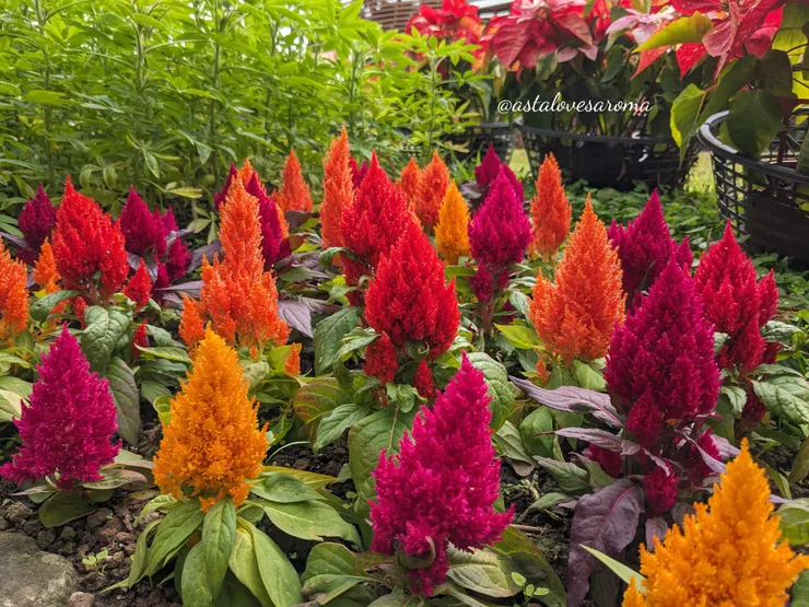 鮮豔亮麗的羽毛雞冠花