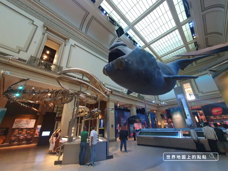 北大西洋露脊鯨複製品及其骨頭