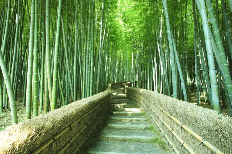 京都最美在嵐山，竹林小道是嵐山最具代表性景緻，充滿神祕氛圍，步行其中彷彿進入另一個世界。 這條路全長約600公尺，周圍是小火車嵐山站和有名的禪寺天龍寺。