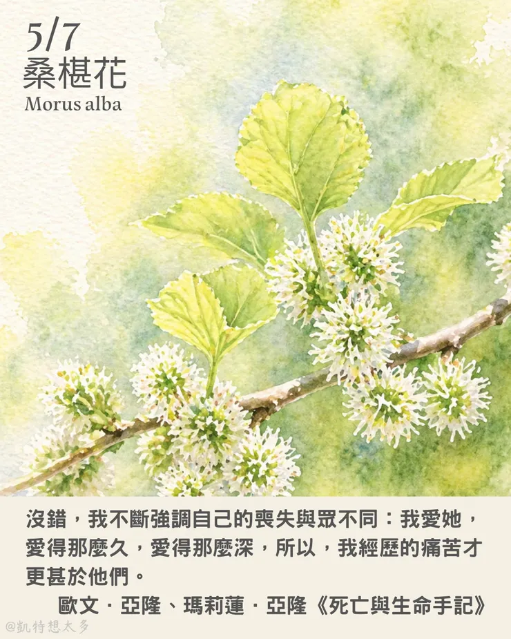 桑椹花×《死亡與生命手記》