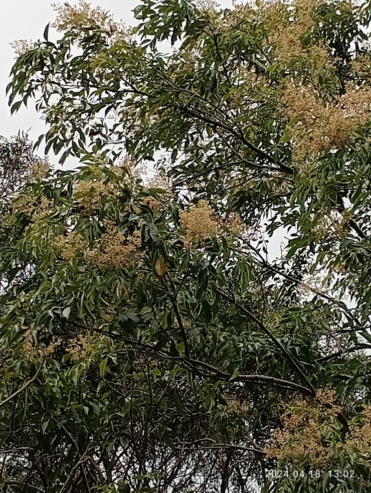 光蠟樹（白雞油）開花了，自拍攝
