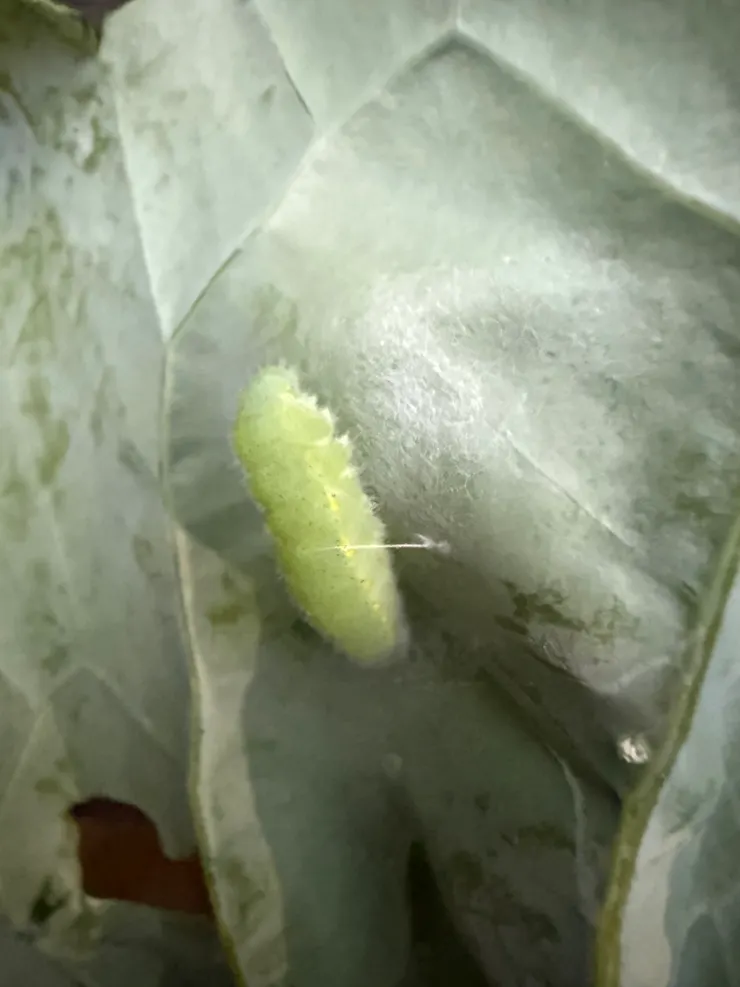 2025/12/28 菜蟲野放