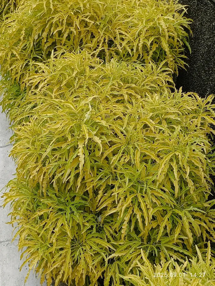 五爪金龍，自拍攝