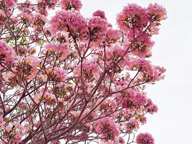 霉女拍攝於2024.04.06